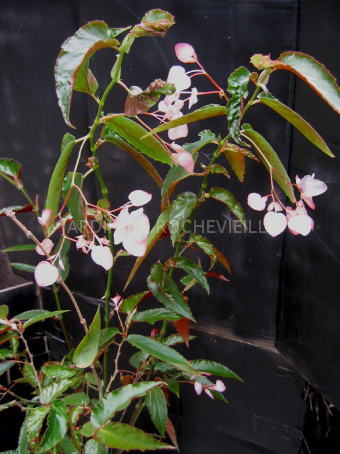B. ‘Magie Blanche’